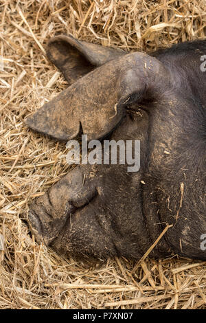 Eine schlafende Schwein Verlegung auf etwas Stroh oder Heu. Stockfoto