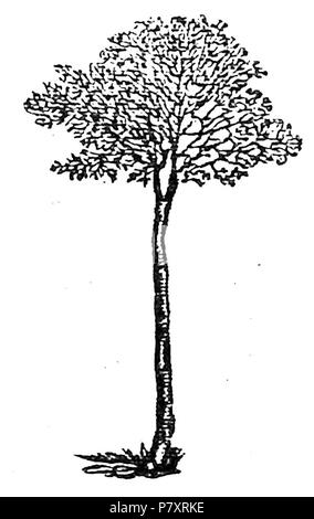 . Diario di un privilegiato Sotto il fascismo. Italiano: Leo Ferrero, Diario di un privilegiato Sotto il fascismo, Chiantore, Turin, 1946. N/A 158 Ferrero - diario di un privilegiato, Chiantore, 1946 (Seite 7) Stockfoto