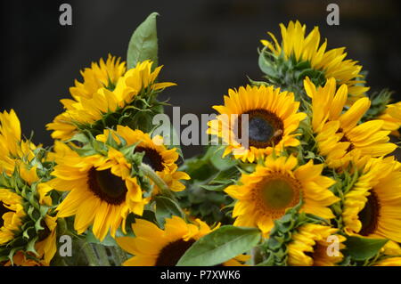 Ramo de girasoles Stockfoto