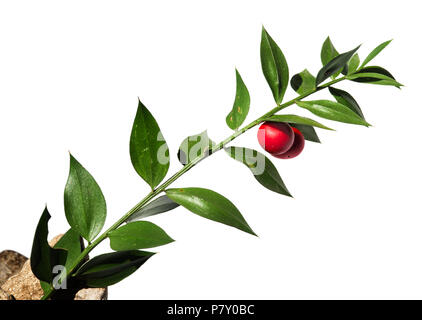 Grün Zweig des Buthers - Besen (Ruscus aculeatus) falsche Blätter mit zwei roten Beeren/Obst gegen einen weißen Hintergrund. Parque Natural da Arrábida Stockfoto