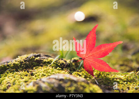 Red Momiji maple leaf auf das grüne Moos und Fels. Natur und Travel Concept Stockfoto