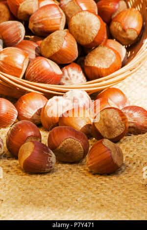 Haselnüsse auf sackleinen Stockfoto