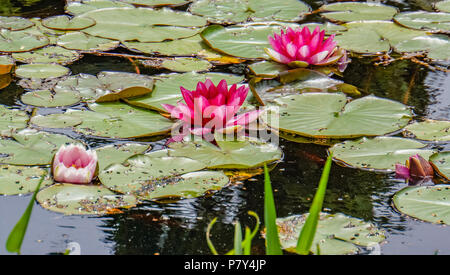 Floating water lily Pads und drei rosa Blüten auf Teich Oberfläche Stockfoto