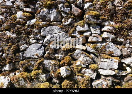 Eine Flechte bedeckt Trockenmauer an Trow Gill Schlucht am Fuß des Ingleborough Berg & einer der Drei Zinnen Herausforderung Routen zum Gipfel. Stockfoto