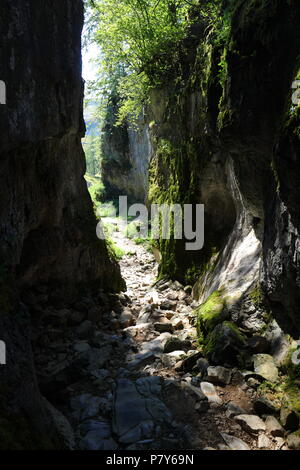 Trow Gill Schlucht am Fuß des Ingleborough Berg in den Yorkshire Dales National Park und ist eine der Routen bis auf den Gipfel des Ingleborough. Stockfoto