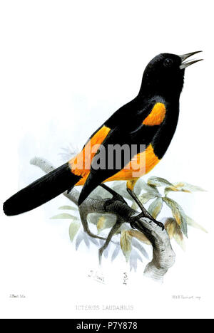 Ikterus Ikterus laudabilis=laudabilis Sclater, 1871 Englisch: St. Lucia Oriole, Erwachsener. 1871 (veröffentlicht 1872) 202 IcterusLaudabilisSmit Stockfoto