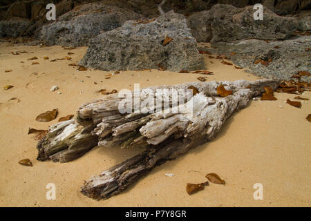 Werbung, Reisen und Urlaub Konzept, den alten und verwitterten Treibholz Baumstamm am Strand Stockfoto