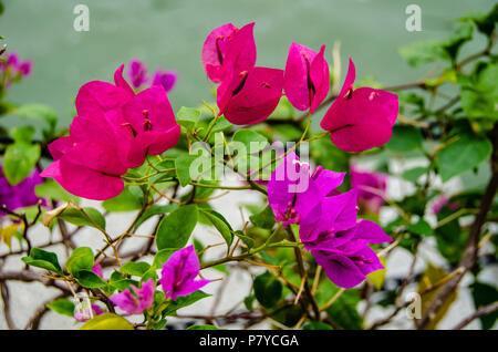 Magenta- und violette Bougainvillea-Blüten blühen vor einem üppig grünen Laubhintergrund und verkörpern den Charme und die Gelassenheit der Natur in einem tropischen Ambiente. Stockfoto