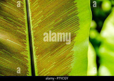 Sporen Unterseite Bird's Nest Farn Blatt Stockfoto