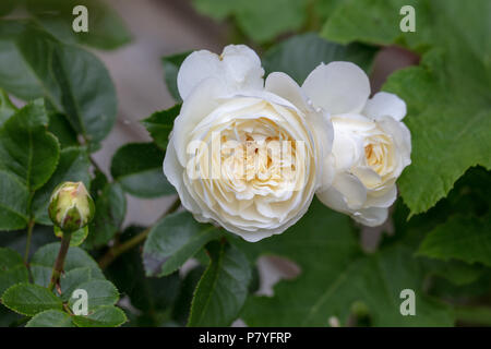 "Ruhe, Ausnoble 'English Rose, Engelsk ros (Rosa) Stockfoto