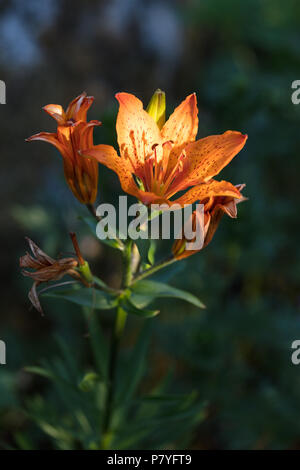 Orange Lilie, (Lilium bulbiferum Saffranslilja var Croceum) Stockfoto
