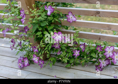 ' Pernille 'Purple Clematis, Waldrebe, klematis Clematis Comtesse de Bouchaud (Italiensk) Stockfoto