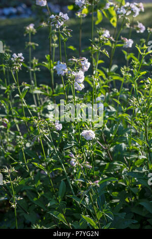 Gemeinsame soapwort, Såpnejlika (Saponaria officinalis) Stockfoto