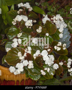 Masse der doppelten weißen Blüten und dunkelgrün rot gefärbten Blätter der Betten Begonia, Begonia semperflorens, in dekorativen Behälter Stockfoto