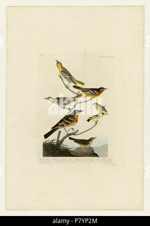 433 I. Bullock's Oriole - 2. Baltimore Oriole - 3. Mexikanische Goldfinch - 4. Abwechslungsreiche soor - 5. Gemeinsame Wasser Soor. Stockfoto