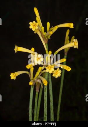 Cluster von gelben Blumen von Crytanthus mackenii der Sorte, South African Fire Lily, ein winterblüher Lampe auf schwarzem Hintergrund Stockfoto