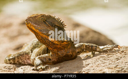 Australian Eastern Water Dragon, Itellegama lesueurii mit ornage Flecken auf Gesicht, auf exponierten Tree root am See im City Park Stockfoto