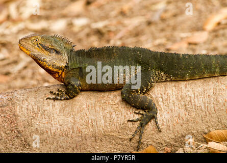 Australian Eastern Water Dragon, Itellegama lesueurii mit ornage Flecken auf Gesicht, auf exponierten Tree root am See im City Park Stockfoto