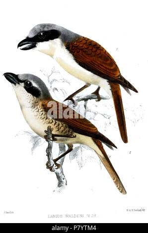 Lanius Lanius tigrinus waldeni=Drapiez, 1828 Lanius Lanius tigrinus waldeni=Drapiez, 1828, Englisch: Tiger Shrike, erwachsene Männchen (oben) und Weibchen (unten). 1870 (veröffentlicht 1871) 241 LaniusWaldeniSmit Stockfoto