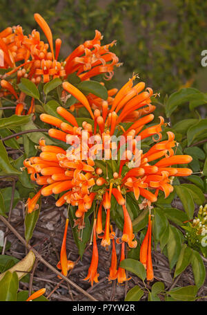 In der Nähe von Pyrostegia venusta, Golden Glory Rebe, mit der Massenproduktion von lebendigen Golden orange Blumen und grünes Laub in Qld Australien Stockfoto