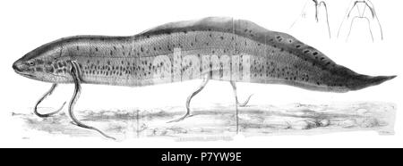 Lepidosiren Protopterus annectens annectens annectens = (Owen, 1839) Englisch: Westafrikanischen Lungenfisch. 1856 (veröffentlicht 1857) 244 LepidosirenFord Stockfoto