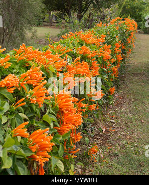 Pyrostegia venusta, Golden Glory Rebe, mit der Massenproduktion von lebendigen Golden orange Blumen und grünes Laub mit niedrigen Zaun der Garten in Qld Australien Stockfoto