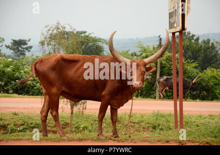 Afrikanische Rinder stehen am Straßenrand in Uganda direkt in die Kamera schaut. Uganda, Ostafrika Stockfoto