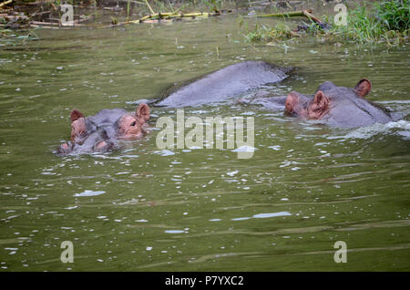 Paar Hippo, Hippopotamus amphibius schwimmen im Wasser, Queen Elizabeth National Park, Uganda, Ostafrika Stockfoto