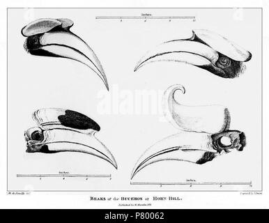English: William Marsden: Die Geschichte von Sumatra. Tafel XXI: Schnäbel der Buckeros. 1811 261 Marsden-Pl. XXI - Schnäbel der Buckeros Stockfoto