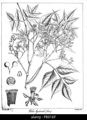 Melia azedarach. 1873 265 Melia azedarach Govindoo Stockfoto