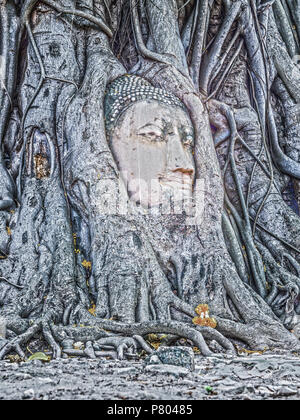 Erstaunlich Buddha Kopf umarmt von Banyan Tree Wurzeln in Mahathat Ayutthaya Provinz Thailand Tempel Stockfoto