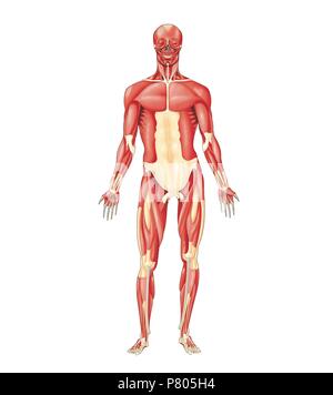 Die meisten wichtigen menschlichen Körper Muskeln - anteriore Ansicht. Stockfoto