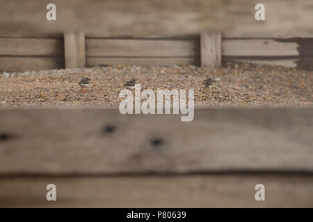 Drei Steinwältzer (Arenaria interpres) auf der Suche nach Essen am Strand von Aldeburgh, Suffolk Stockfoto