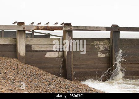 Eine kleine Herde von steinwältzer (Arenaria interpres) ruht auf einem groyne am Strand von Aldeburgh, Suffolk Stockfoto