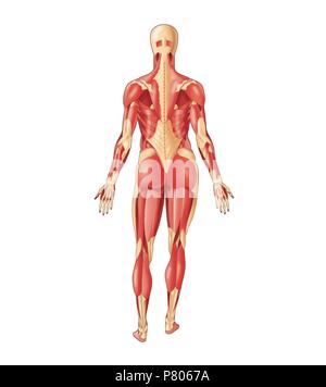 Die meisten wichtigen menschlichen Körper Muskeln, Posterior anzeigen. Stockfoto
