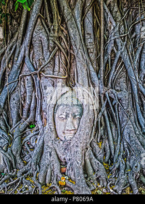 Erstaunlich Buddha Kopf umarmt von Banyan Tree Wurzeln in Mahathat Ayutthaya Provinz Thailand Tempel Stockfoto