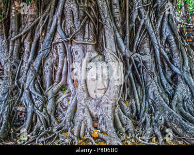 Erstaunlich Buddha Kopf umarmt von Banyan Tree Wurzeln in Mahathat Ayutthaya Provinz Thailand Tempel Stockfoto