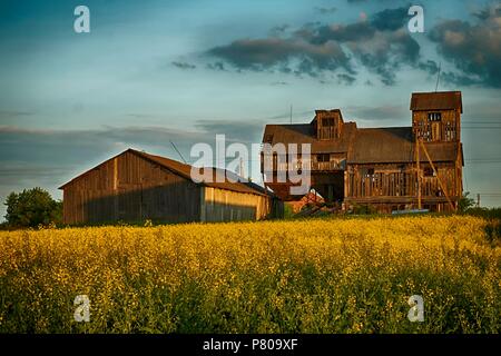 Bereich der Gelbe Raps und alten hölzernen Scheune und landwirtschaftlichen Gebäuden bei Sonnenuntergang in eine malerische Kulturlandschaft Stockfoto