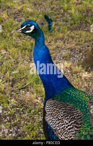In der Nähe von wunderschönen Peacock Kopf geschossen Stockfoto