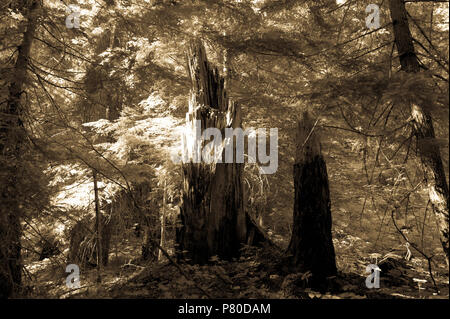 Wald in der Nähe von Mount Rainier's Box Canyon Stockfoto