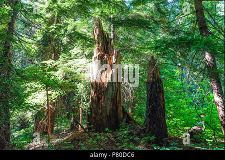 Wald in der Nähe von Mount Rainier's Box Canyon Stockfoto