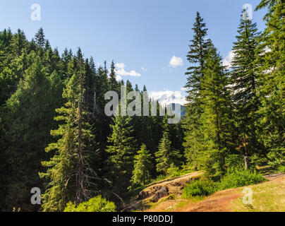 Wald in der Nähe von Mount Rainier's Box Canyon Stockfoto