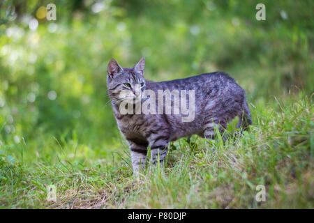 Schöne graue Katze in der Natur Stockfoto