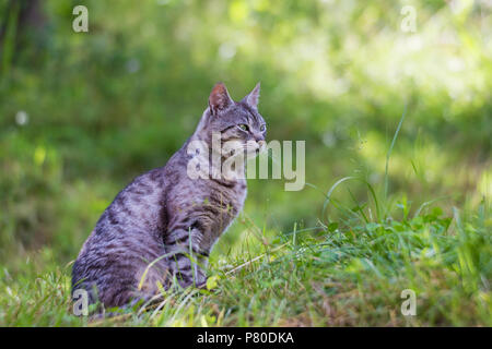 Schöne graue Katze in der Natur Stockfoto