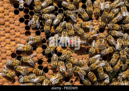 Bienen auf Honigwabe Stockfoto
