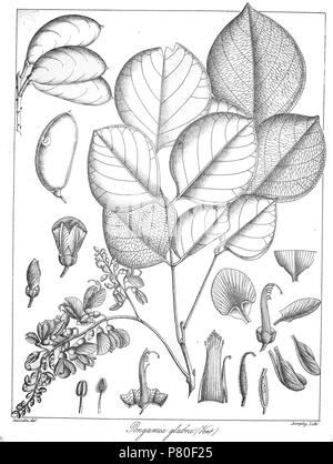 Pongamia glabra. 1873 317 Pongamia glabra Govindoo Stockfoto