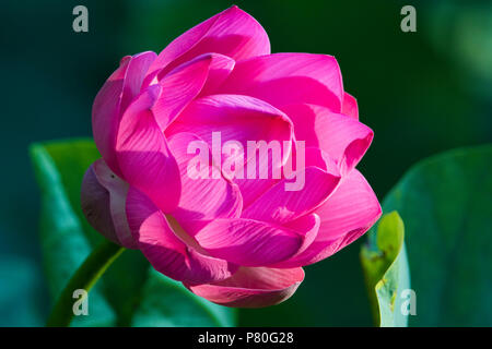 Indische Lotusblume, Nelumbo nucifera Stockfoto