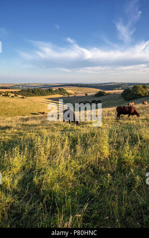 Weide entlang der South Downs Way, East Sussex Stockfoto