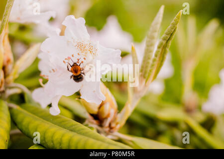 White Tailed Hummel auf einer Rhododendron. Selektive konzentrieren. Bumblebee in einem rosa Azaleen blühen oder Rhododendron im Garten. Jahreszeit blühende Azaleen. Stockfoto