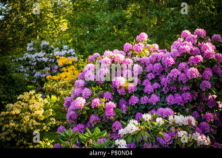 Rhododendron Pflanzen in voller Blüte mit Blumen in verschiedenen Farben. Azalea Gebüsch im Park mit verschiedenen Blütenfarben. Rhododendron Pflanzen in voller Blüte Stockfoto